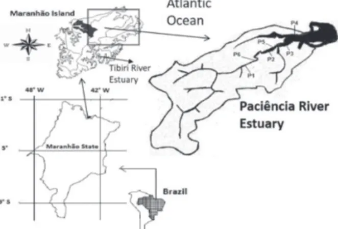 Figure 1. Maranhão Island and rivers Paciência and Tibiri. P1 to P6  represent places along the Paciência River where mangrove sediment  samples were collected.