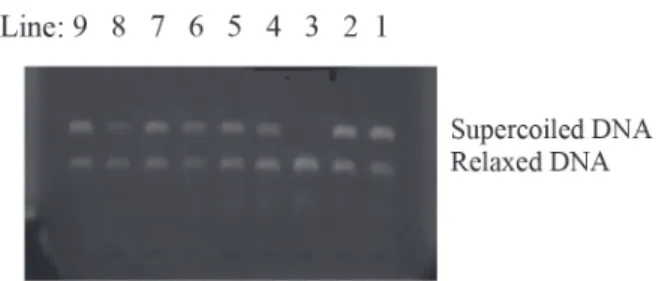 Figure 2. Effect of trans-dehydrocrotonin derivatives in 200 µmol L -1 on Topo I. Line 1: 0.25 µg DNA pBR322 + 1U Topo I + campothecin  200 µmol L -1 ; line 2: 0.25 µg DNA pBR322; line 3: 0.25 µg DNA pBR322  + 1U Topo I; line 4: 0.25 µg DNA pBR322 + 1U Top