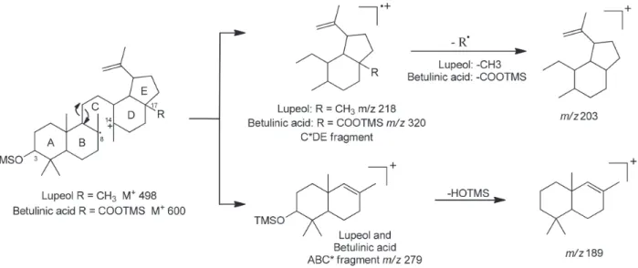 Figure 2. Main fragments of silylated lupane-type triterpenoid derivatives by Electron Impact ionization 14