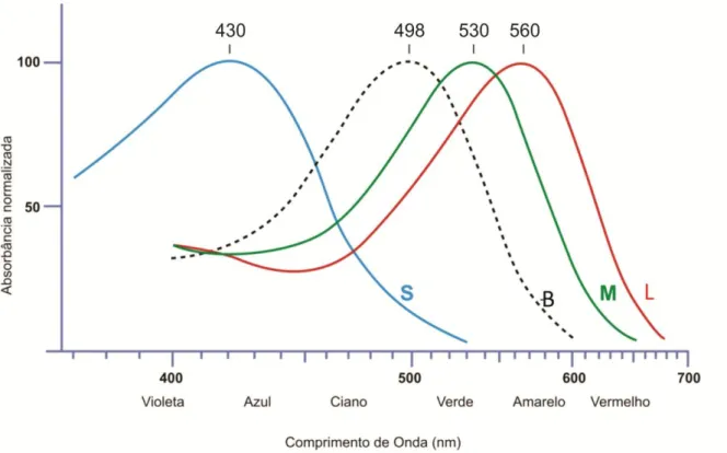 Figura  4.  Curva  de  sensibilidade  espectral de  cones e  bastonetes. S:  cones  S