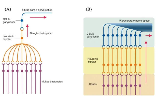 Figura  5.  Representação  esquemática  que  mostra  a  comparação  entre  a  transmissão  de  potencias  entre  os  sistemas de cones e de bastonetes