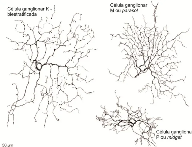 Figura 9. Representação esquemática da  morfologia dos três tipos de células ganglionares de primatas: célula  ganglionar  P;  célula  ganglionar  M  e  célula  ganglionar  K  do  tipo  biestratificada  (Adaptado  de  Dacey  &amp;  Lee,  1994)