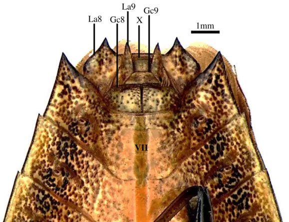 Figura  3:  Gen.  nov.  pallicornis  (Walker,  1868).  Fêmea,  placas  genitais,  vista  ventral