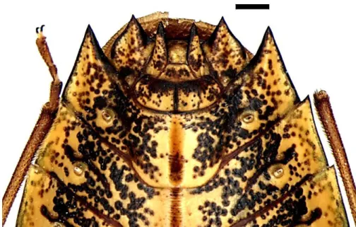 Figura 9: Gen. nov. sp. nov. 205. Fêmea, placas genitais, vista ventral. Escala = 1mm