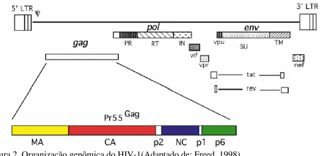 Figura 2. Organização genômica do HIV-1(Adaptado de: Freed, 1998). 