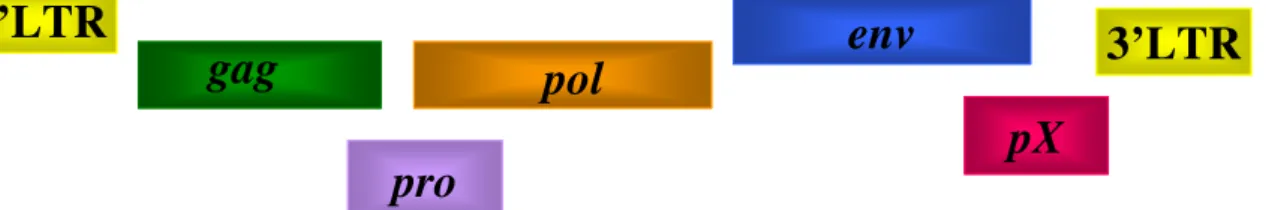 Figura 7: Estrutura do genoma do HTLV-1 (Adaptado de: Shimotohno et al., 1985). 