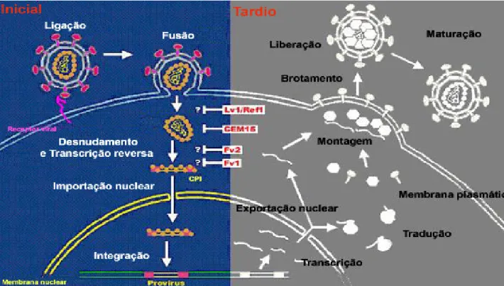 Figura 8: Replicação dos retrovírus (Adaptado de Nisole &amp; Saib, 2004) 