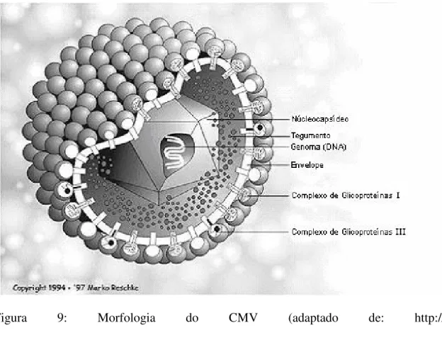 Figura  9:  Morfologia  do  CMV  (adaptado  de:  http:// 