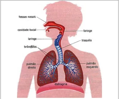 Figura 1  –  Anatomia do Sistema Respiratório  Fonte: Bancada Directa [on line] (2008)