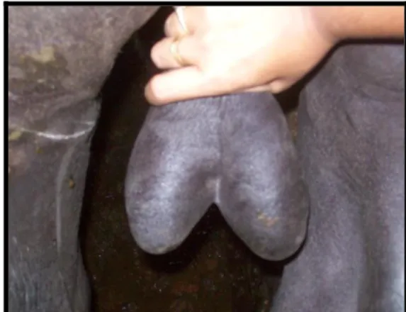 Figura 14. Fenda na bolsa escrotal, em búfalo de 4  anos de idade no estado do Amapá. 