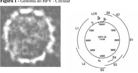 Figura 1 - Genoma do HPV - Circular 