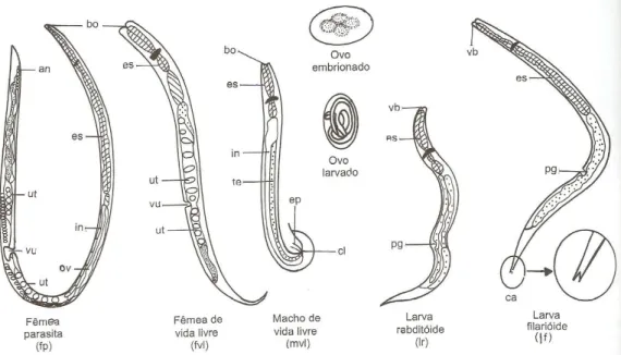 Figura  1: Representação esquemática das formas evolutivas de S. stercoralis  Fonte: NEVES, 2000 