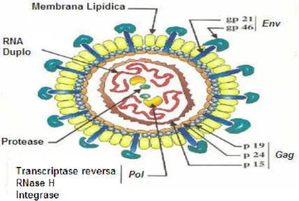 Figura  10:  Representação esquemática das principais estruturas do vírus HTLV  Fonte: http://matasanos.org/2009/04/14/la-verdad-sobreel-htlv-1 