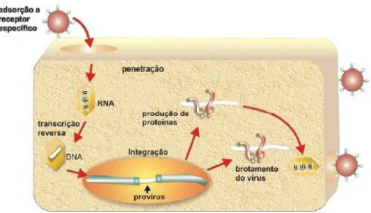 Figura  12:  Ciclo de replicação do HTLV  Fonte: LOUREIRO, 2008 