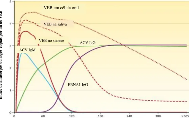 Figura 5. Cinética dos anticorpos VEB específicos e carga viral na mononucleose infecciosa