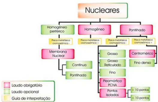 Figura  1  -  Classificação  esquemática  de  padrões  nucleares  (Fonte:  Dellavance  et  al.,  2003) 