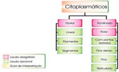 Figura 16 - Classificação esquemática dos padrões citoplasmáticos (Fonte: Dellavance et  al., 2003) 