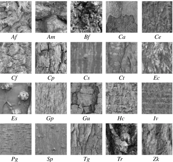 Figure 1: Tree trunk images (512x512 pixels) from: Anadenanthera falcata (Af ), Anadenan- Anadenan-thera macrocarpa (Am), Bauhinia forficate (Bf ), Caesalpinia ferrea (Ca), Caesalpinia echinata (Ce), Cedrela fissilis (Cf ), Caesalpinia peltophoroides (Cp),