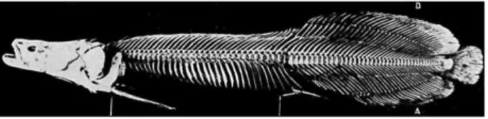 Figura 7. Esqueleto de pirarucu mostrando em D a nadadeira dorsal  e em A a anal. E entre as duas, posteriormente, a calda, espatulada