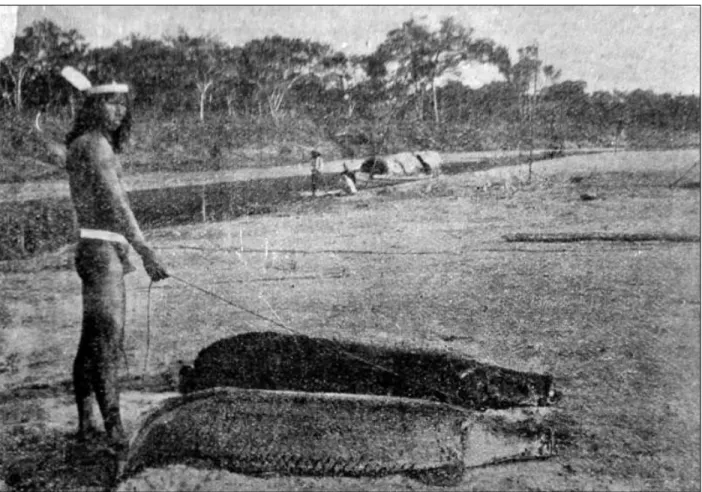 Figura 1. Pirarucus (Vastres gigas) pescados pelos índios Carajás, em ilha do Bananal, Araguaia