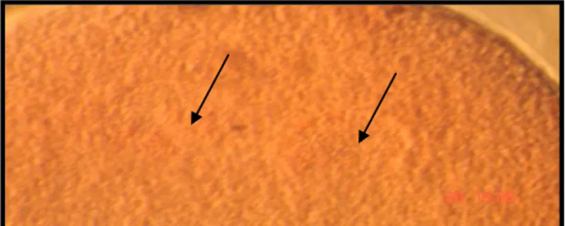 Figura  4:  Fotomicrografia  de  um  zigoto  fixado  com  18h hpi mostrando dois pró-núcleos