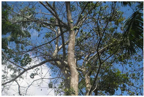 Figura 3 - Fava grande do igapó ou fava de impigem (Vatairea guianensis)