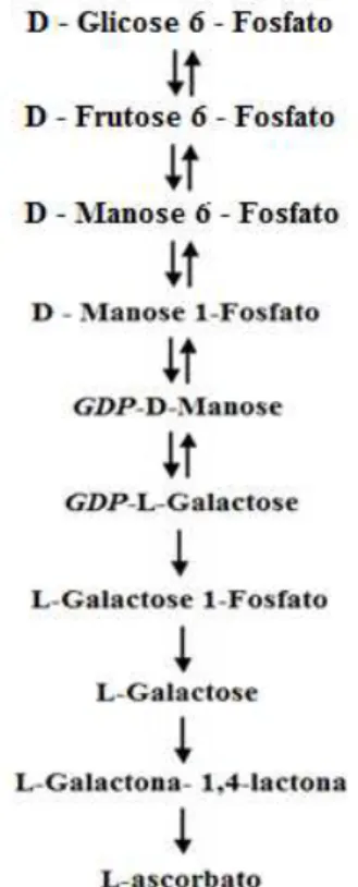 Figura 1 - Via da L-galactose da síntese de ácido ascórbico em plantas. 