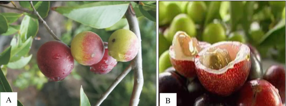Figura 2. Aspectos do fruto camu-camu (Myrciaria dubia). (A) Frutos na planta (Fonte: SMIDERLE; 
