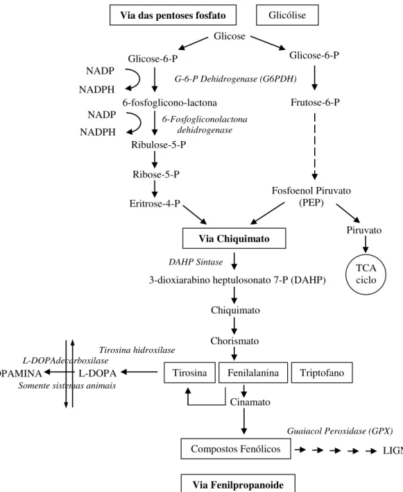 Figura 9. Via pentose fosfato para a síntese de compostos fenólicos. 