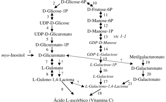 Figura 10. Vias propostas para a biossíntese do ácido L-ascórbico nas plantas (reações 10-18) e nos  animais (reações 2-9)