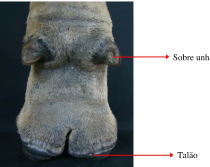 Fig. 4- Vista lateral da extremidade distal do membro. 