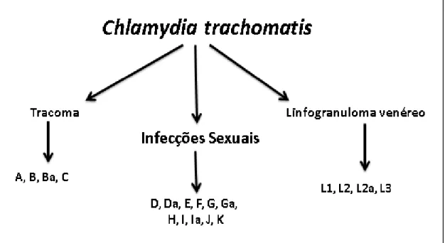 Figura 03: Genótipos da Chlamydia trachomatis classificadas de acordo com o perfil da infecção