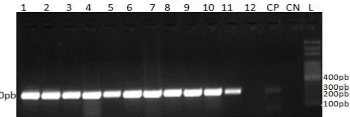 Figura 07:  Foto documentação da amplificação do fragmento de 270pb do gene β -globina humana em gel  de agarose a 1%