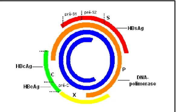 Figura 3. Constituição do genoma do HBV com suas estruturas gênicas  Fonte: GONÇALES; GONÇALES JÚNIOR, 2006 (adaptado)