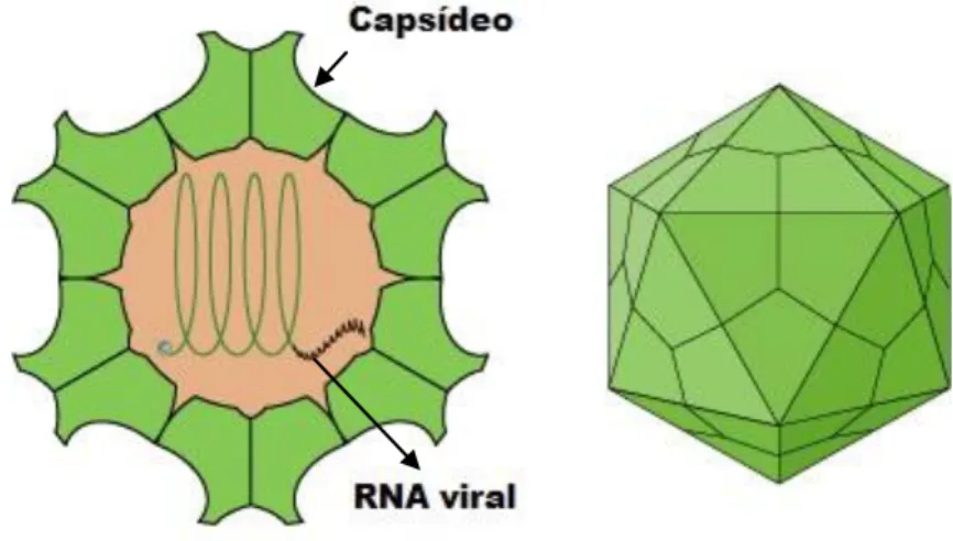 Figura 1- Representação esquemática da partícula viral do HEV. 
