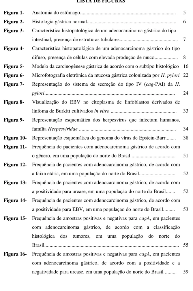 Figura 1-  Anatomia do estômago.........................................................................