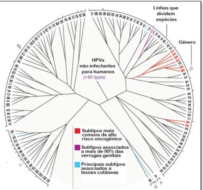 Figura 1 -  Filogenia de genótipos e gêneros de HPVs.  