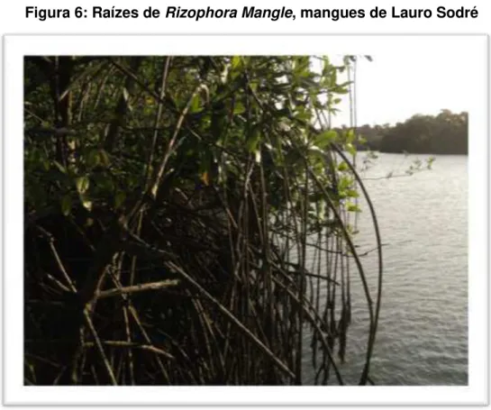 Figura 6: Raízes de Rizophora Mangle, mangues de Lauro Sodré 