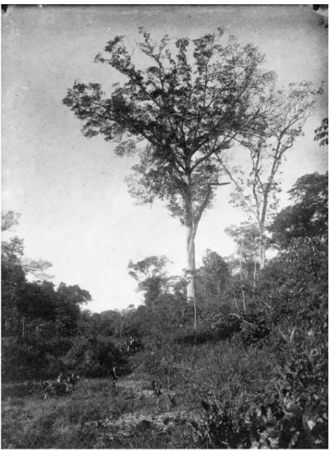 Figura 13 – Igapó que existia nos fundos do terreno do Museu Paraense, em Belém, junho de 1896