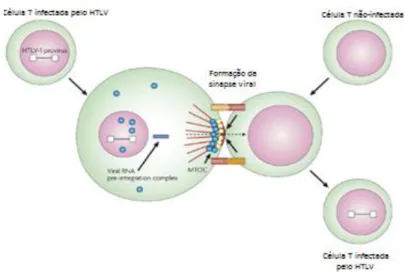 Figura 03: Propagação célula a célula do HTLV-1  Fonte:       Bangham (2003) 