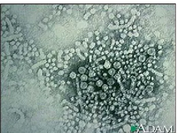 Figura 1 – Vírus da Hepatite B.