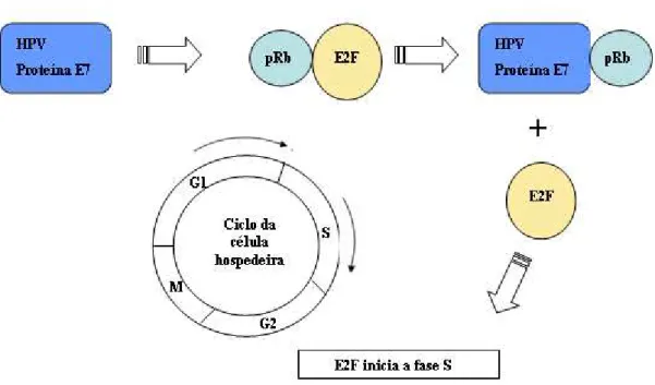Figura  3  -  Associação  da  proteína  E7  do  HPV-16  com  a  proteína  pRb  da  célula  hospedeira