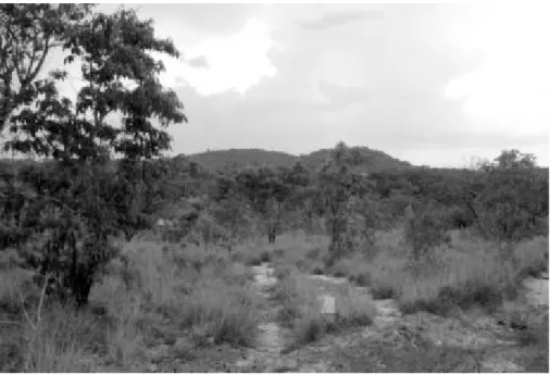 Figure 10 –  Serra do Capiranga in the background, an example of  a terra preta site located on  a hill top.