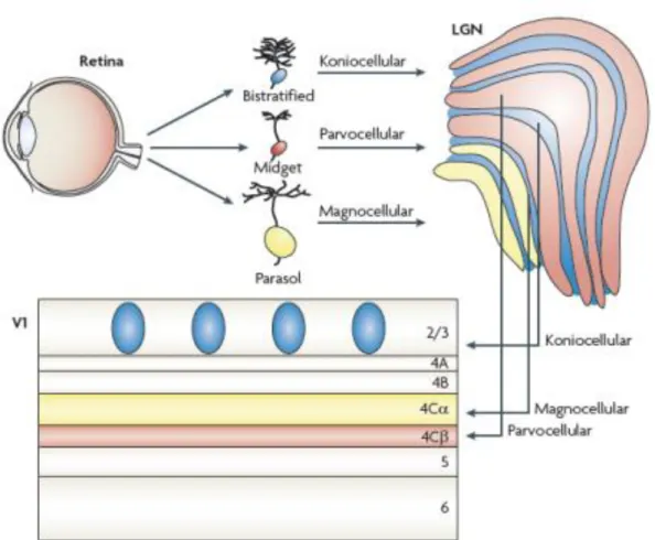 Figura 1. Esquema de organização das vias paralelas visuais da retina até o V1. Via M  ou magnocelular em amarelo