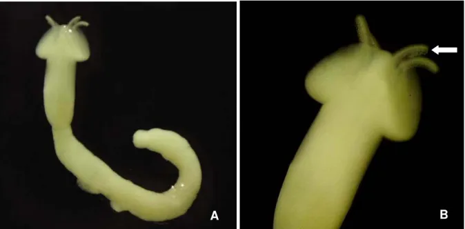 Figura 7. Larva plerocercóide de Poecilancistrium caryophyllum (A)  e detalhe de sua extremidade anterior  apresentando os tentáculos exteriorizados (B)