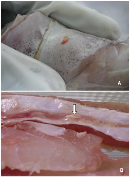 Figura 8. Blastocisto de Pterobothrium heteracanthum em serosa abdominal  parietal de Arius proops (A) e de Cynoscion acoupa (B)