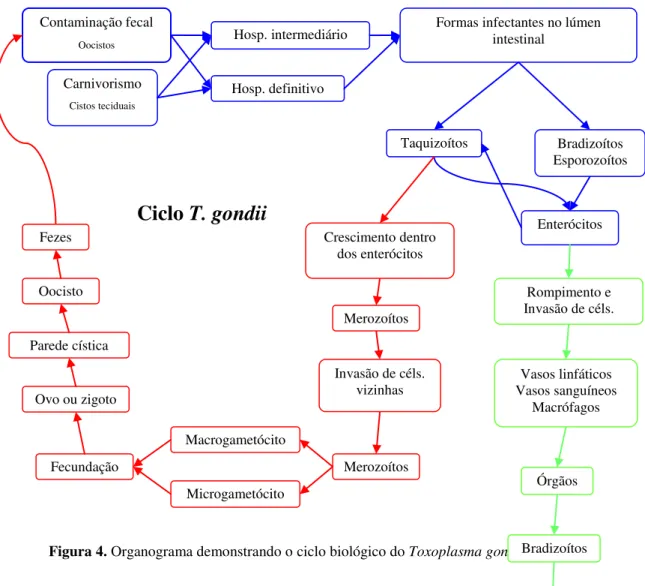 Figura 4. Organograma demonstrando o ciclo biológico do Toxoplasma gondii Contaminação fecal Oocistos  Bradizoítos  Esporozoítos Parede cística Hosp