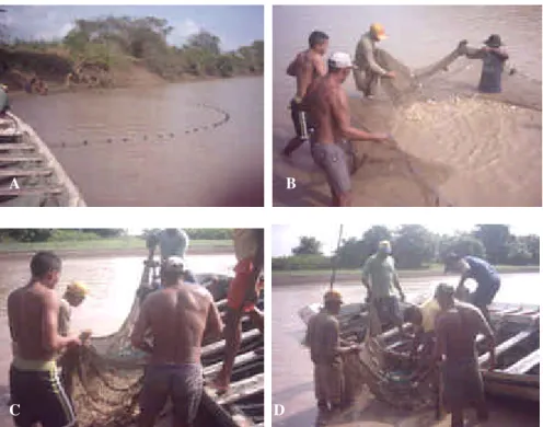 Figura 9.  Despesca com rede de fio no rio  Arari:  A  –  final do arrasto,  a rede está sendo  fechada; B e C  - os pescadores estão fechando a rede para reunir os peixes; D - o  pescado está sendo retirado da rede para o barco