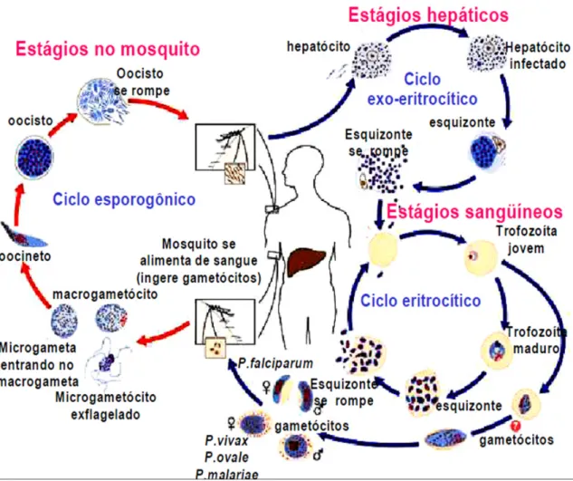 Figura 2: Ciclo de vida das espécies de Plasmodium sp infectantes ao homem. 