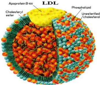 Figura 7: Estrutura da molécula de LDL-colesterol. 